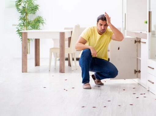 Insetti autunnali: quali sono e come combatterli